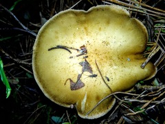 Leucocortinarius bulbiger