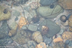 Chordaria flagelliformis