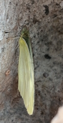 Pieris rapae rapae