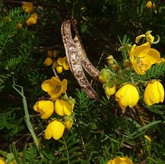 Senna aciphylla