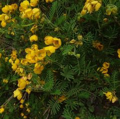 Senna aciphylla