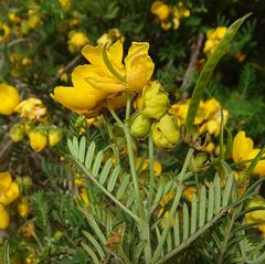 Senna aciphylla