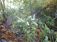 Gaultheria paniculata