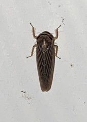 Chlorotettix necopinus