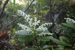 Gaultheria paniculata