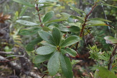 Gaultheria paniculata
