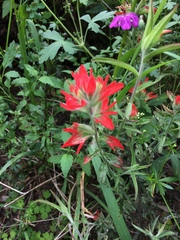 Castilleja nelsonii