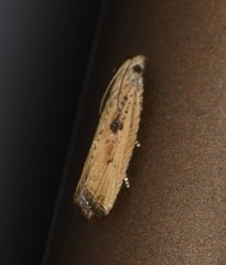 Bactra priapeia