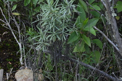 Senecio cinerarioides