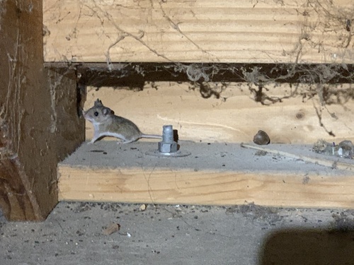 iNaturalist observation photo of North American Deer Mice