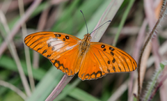 Dione vanillae vanillae