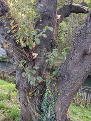 Laetiporus versisporus