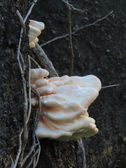 Laetiporus versisporus