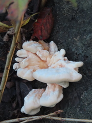 Laetiporus versisporus