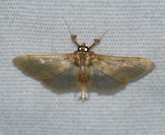 Apilocrocis brumalis