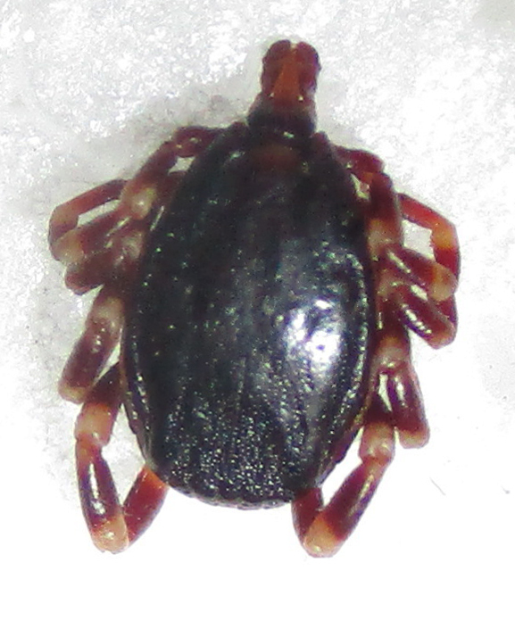 Smooth Bont-legged Tick