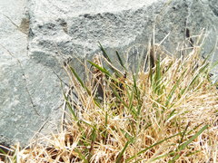 Degithina sollicitoria