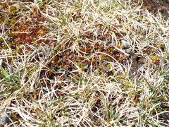 Degithina sollicitoria