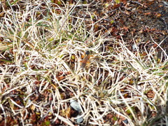 Degithina sollicitoria