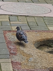 Streptopelia orientalis