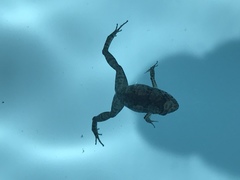 Eleutherodactylus planirostris image