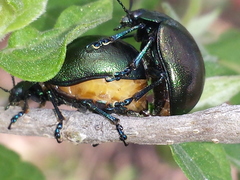 Leptinotarsa behrensi