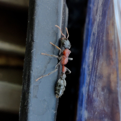 Tetraponera rufonigra