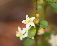 Asterolasia asteriscophora albiflora
