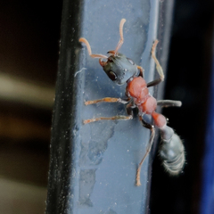 Tetraponera rufonigra