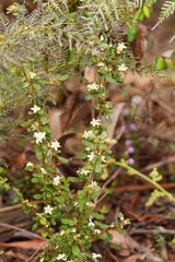 Asterolasia asteriscophora albiflora