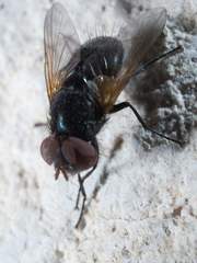 Gnadochaeta