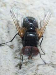 Gnadochaeta