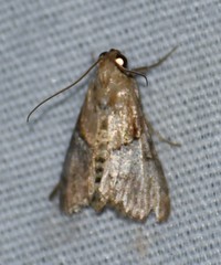 Cacozelia elegans