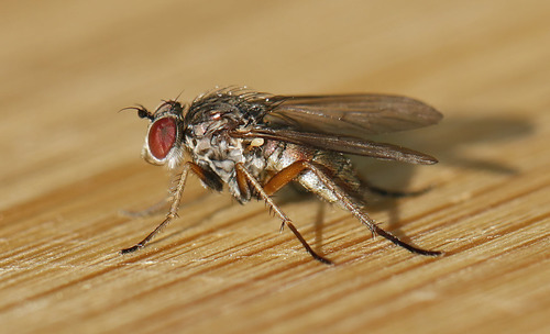 Argyra robusta