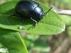 Leptinotarsa behrensi