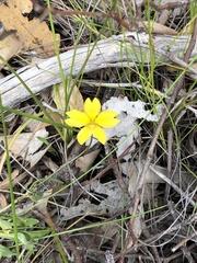 Goodenia pusilliflora