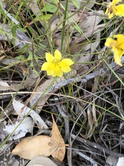 Goodenia pusilliflora