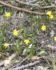 Goodenia pusilliflora