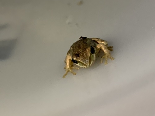 iNaturalist observation photo of Pacific chorus frog