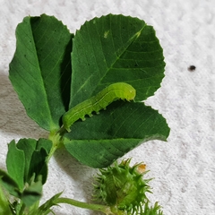 Neumichtis nigerrima