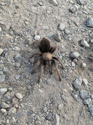 iNaturalist observation photo of Desert Tarantula