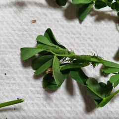 Neumichtis nigerrima