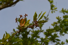 Terminalia molinetii
