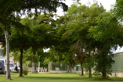 Terminalia molinetii