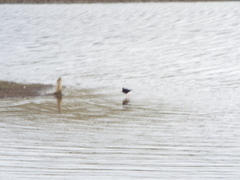 Himantopus novaezelandiae