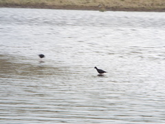 Himantopus novaezelandiae