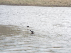 Himantopus novaezelandiae