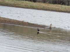 Himantopus novaezelandiae