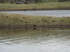 Himantopus novaezelandiae