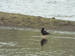 Himantopus novaezelandiae